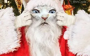 Person Shows What Everything Would Look Like If It Had A Cat’s Face And The Result Is Funny Yet Disturbing (98 New Pics)