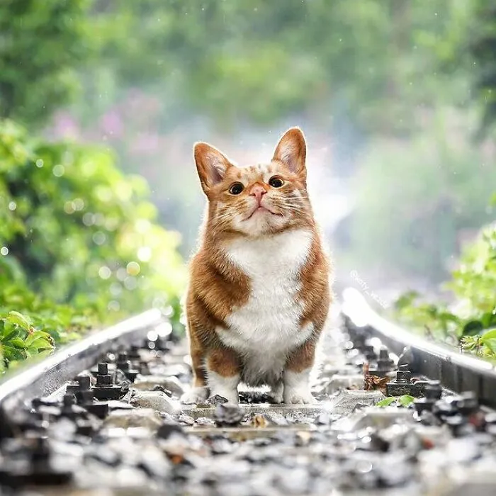 Artist Makes Montages With Cat Faces On Anything And The Result Is Impressive (New Pics)