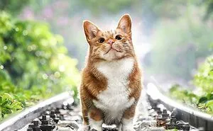 Person Shows What Everything Would Look Like If It Had A Cat’s Face And The Result Is Funny Yet Disturbing (98 New Pics)
