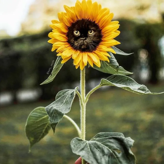 Person Shows What Everything Would Look Like If It Had A Cat’s Face And The Result Is Funny Yet Disturbing (98 New Pics)