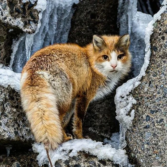 Person Shows What Everything Would Look Like If It Had A Cat’s Face And The Result Is Funny Yet Disturbing (98 New Pics)