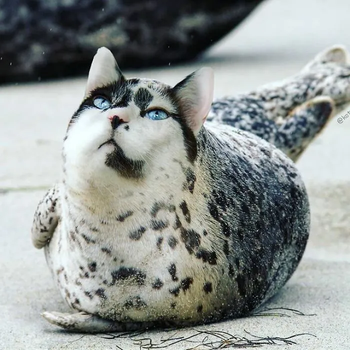 Person Shows What Everything Would Look Like If It Had A Cat’s Face And The Result Is Funny Yet Disturbing (98 New Pics)