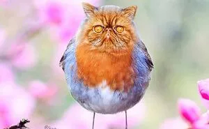 Person Shows What Everything Would Look Like If It Had A Cat’s Face And The Result Is Funny Yet Disturbing (98 New Pics)