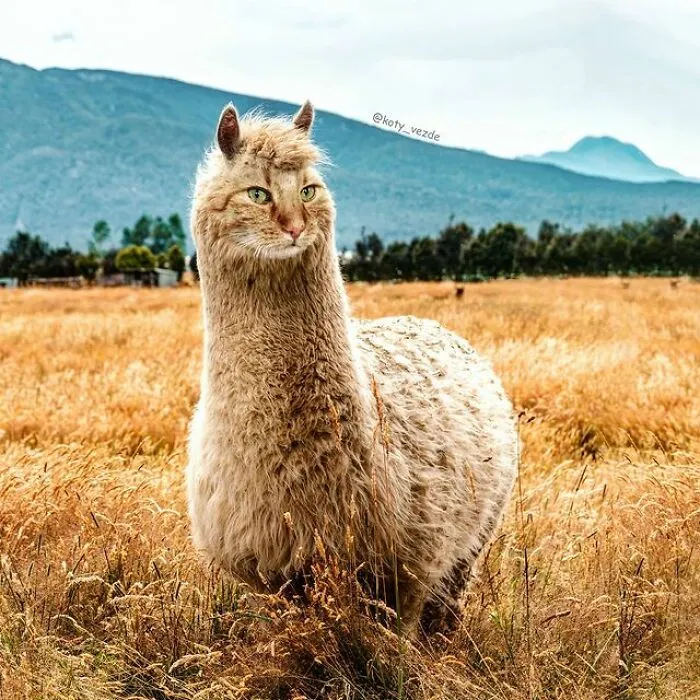 Person Shows What Everything Would Look Like If It Had A Cat’s Face And The Result Is Funny Yet Disturbing (98 New Pics)