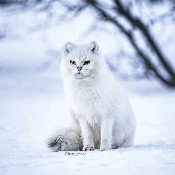 Person Shows What Everything Would Look Like If It Had A Cat’s Face And The Result Is Funny Yet Disturbing (98 New Pics)