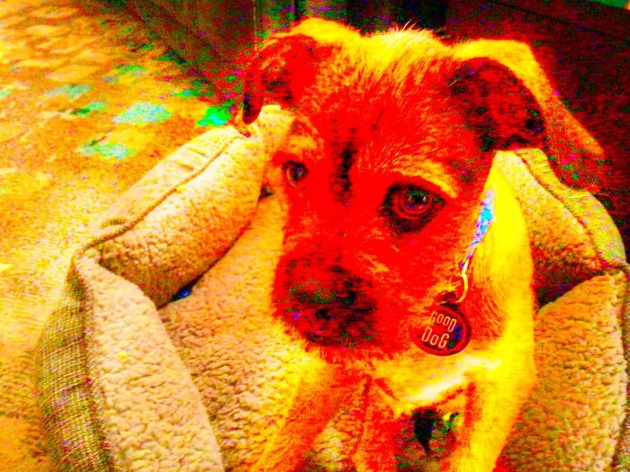 Chewie The Cheeto