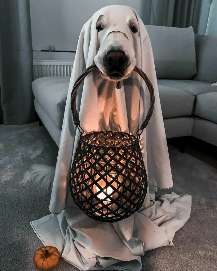Happy Halloween Pals