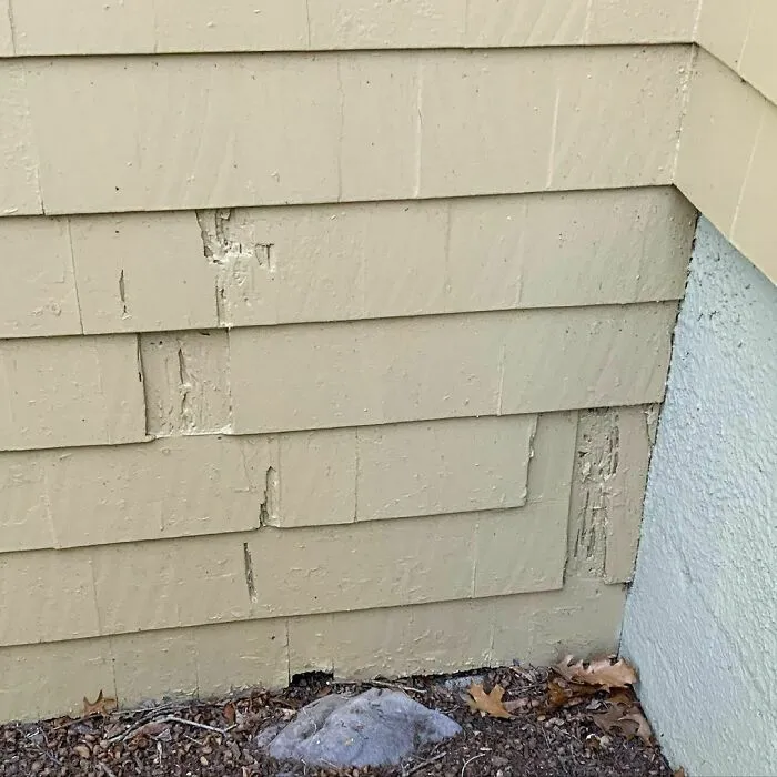 Painting Over The Termites Makes Them Go Away...