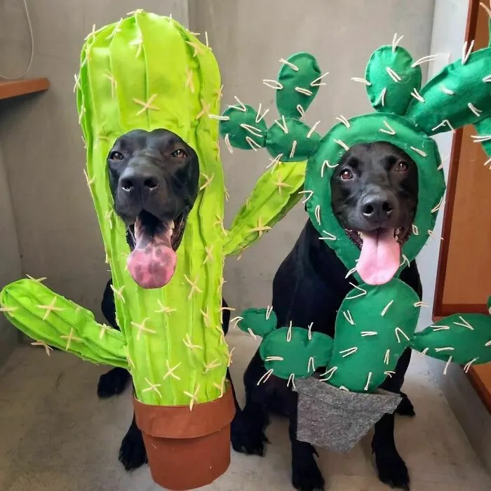 Cute "Cacti"
