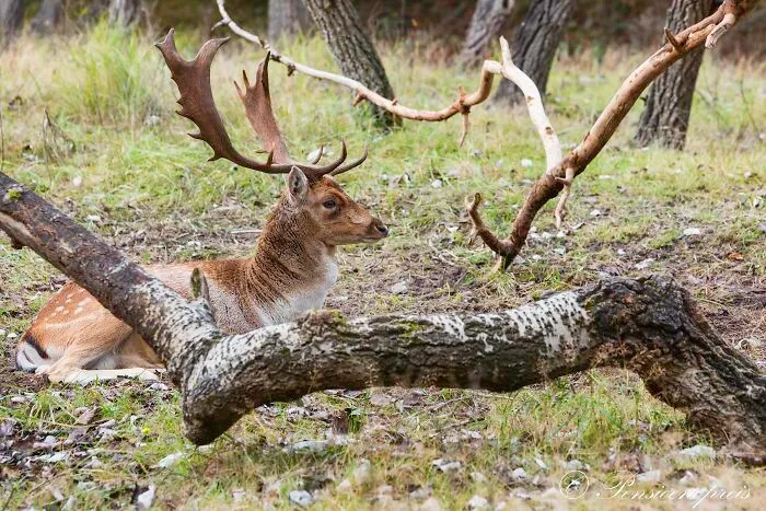 My 16 Photos Of Wildlife Deer In The Netherlands
