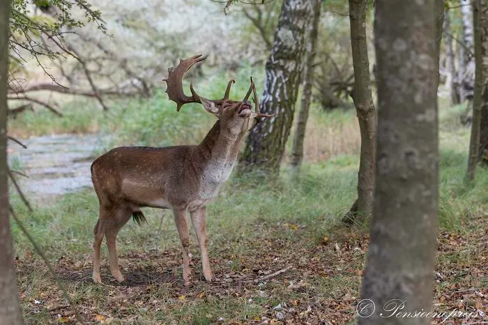 Burling Deer