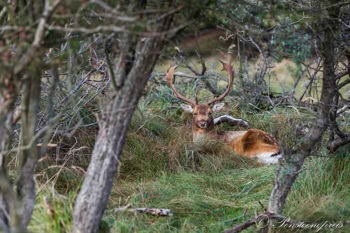 Laying Male Deer