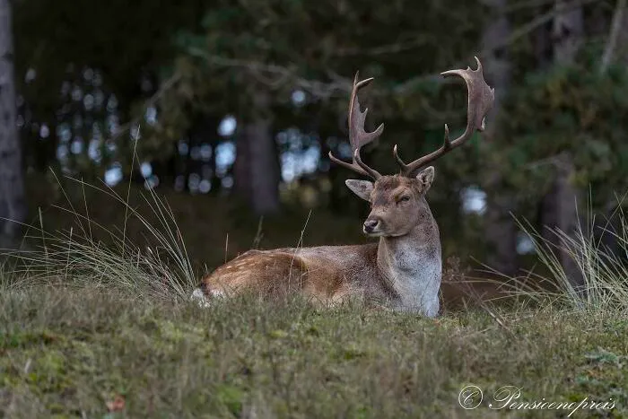 Male Deer
