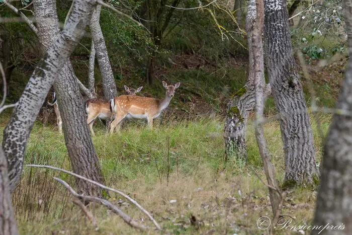 Young Female Deer In The Dune