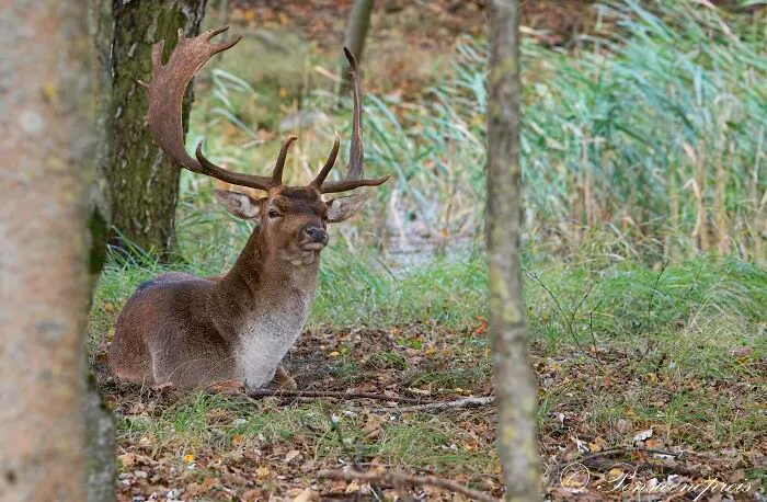 Tired Deer