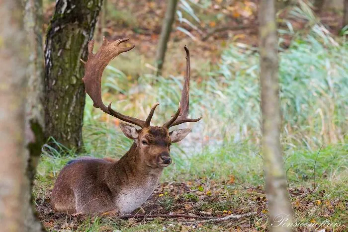 Male Deer
