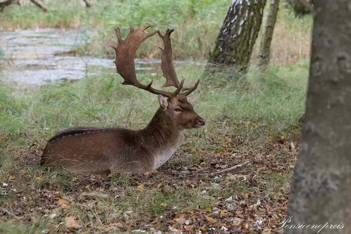 Resting Deer