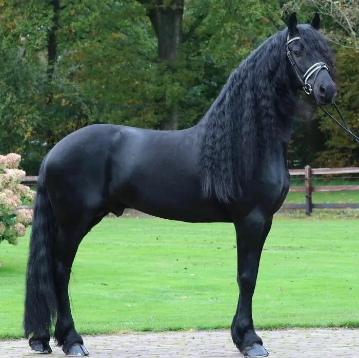 Good Morning Jameson! Friesian Stallion