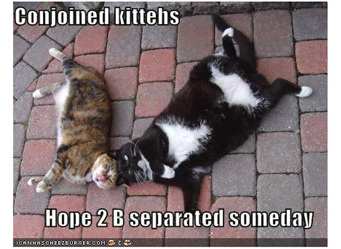 My Cats Daisy And Jake