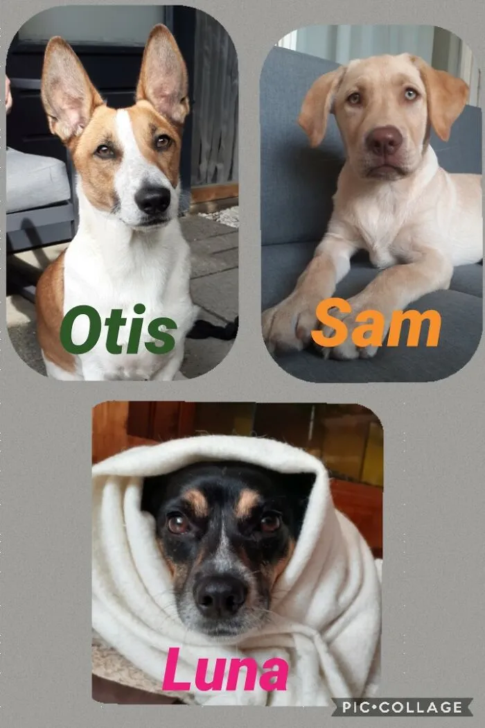 My Dogs :)