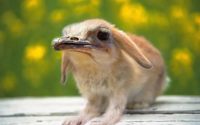 Designers Combined Animals Together And Some Of Them Are So Bad They’re Funny (30 Pic)