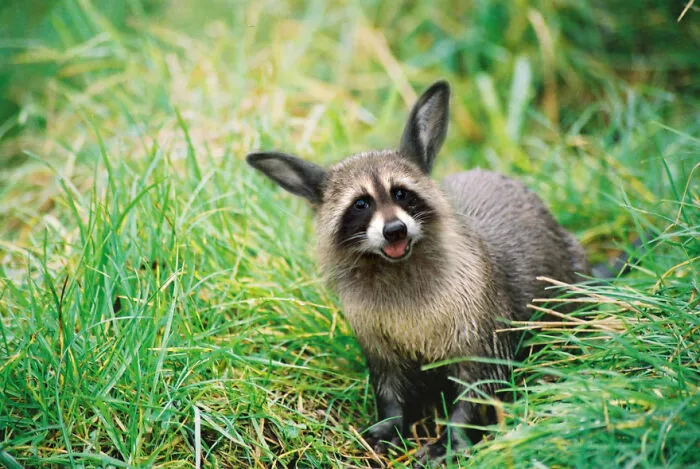 Designers Combined Animals Together And Some Of Them Are So Bad They’re Funny (30 Pic)