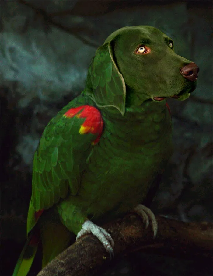 Designers Combined Animals Together And Some Of Them Are So Bad They’re Funny (30 Pic)