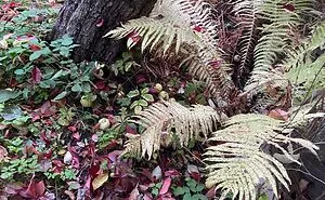 Autumn In My Garden