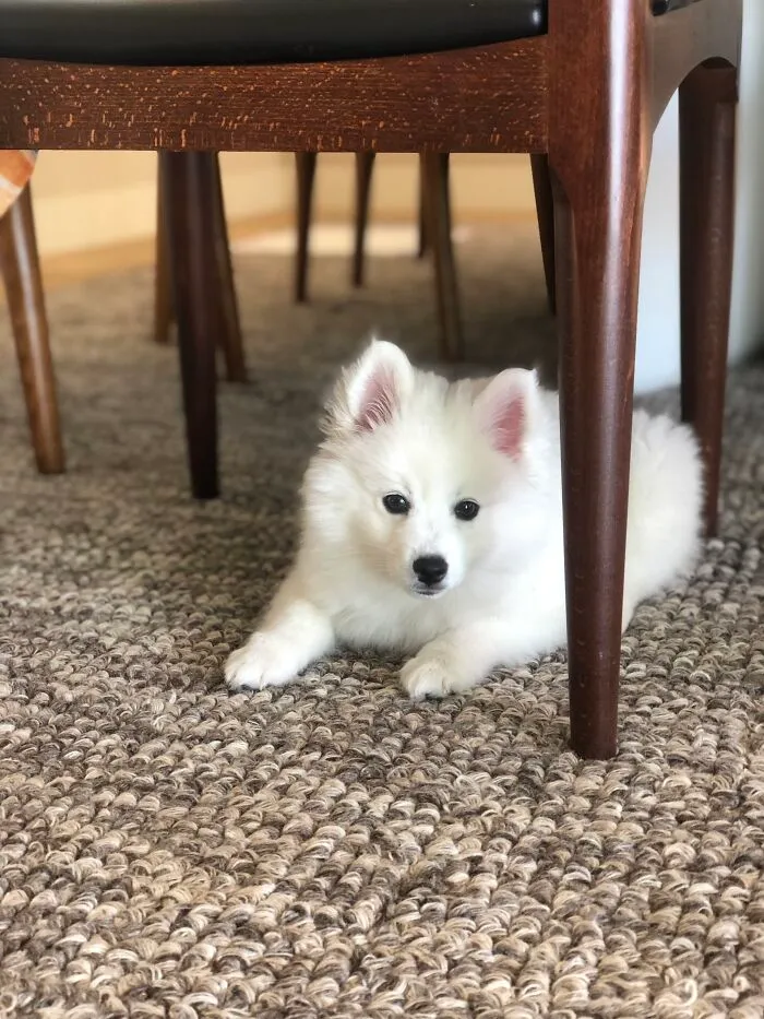 My Little Dog
