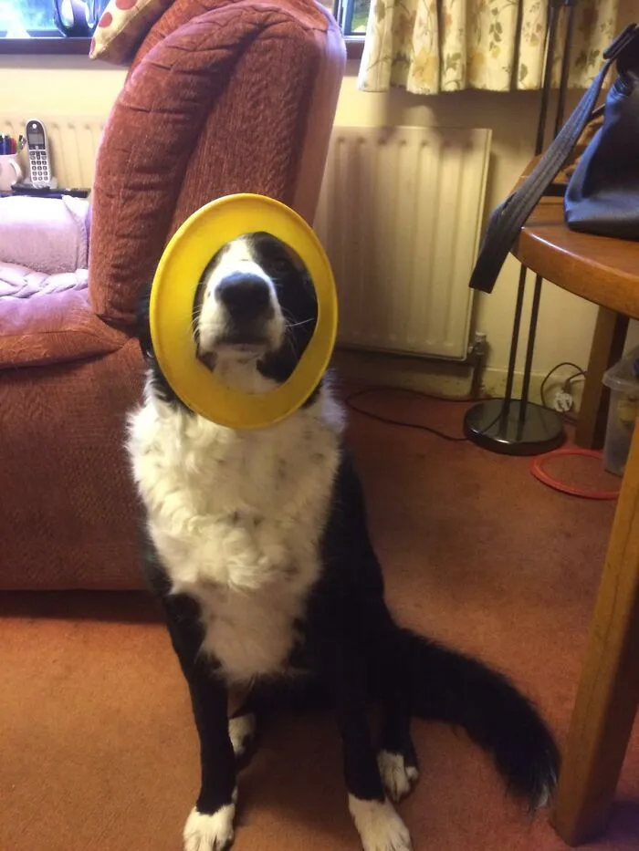 My Dog Shilo Trying To Get My Attention So I Will Play With Him.  He Puts His Frisbee On His Head Like This Himself When Ever He Wants To Play.😊💖