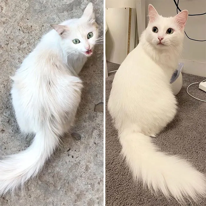 Hey! I Challenge You To Post The Funniest Pics Of Your Pets!