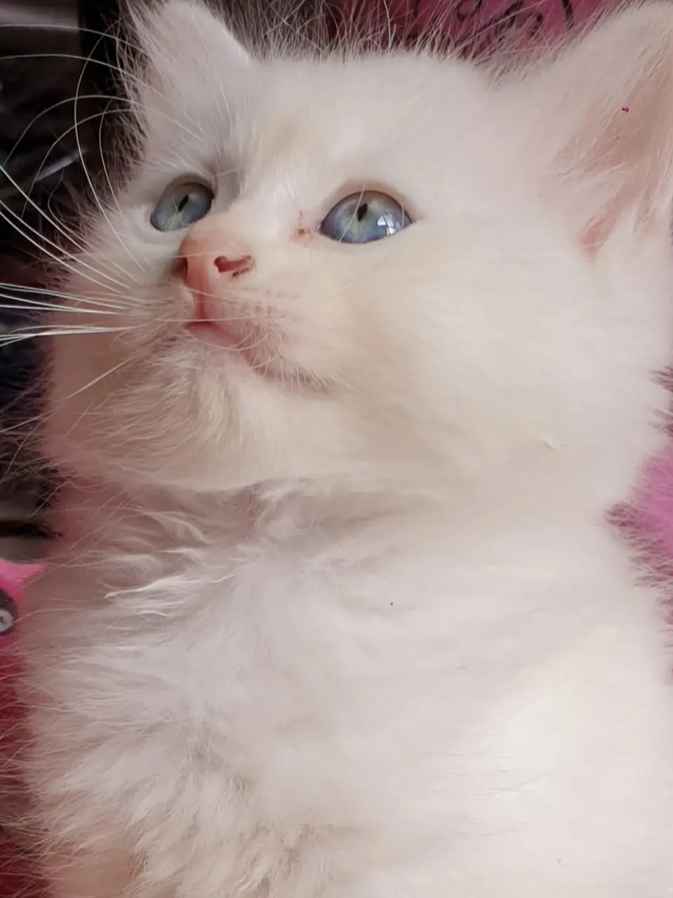 Hey Pandas, Photoshop This Photo Of My Cat
