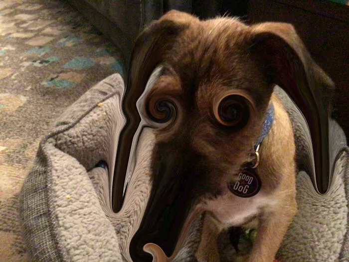 Elephant Doggo