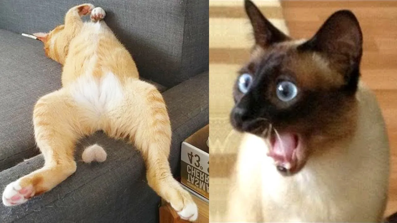 Hey Pandas Send Funniest Pics Of Animals