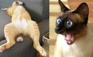 Hey Pandas Send Funniest Pics Of Animals