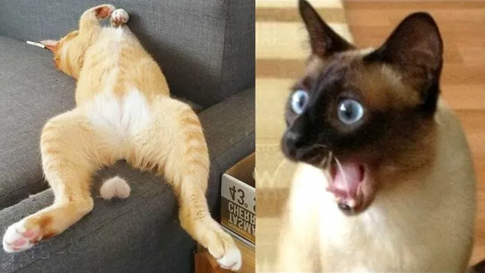Looks Like This Cat Will Have Nightmares