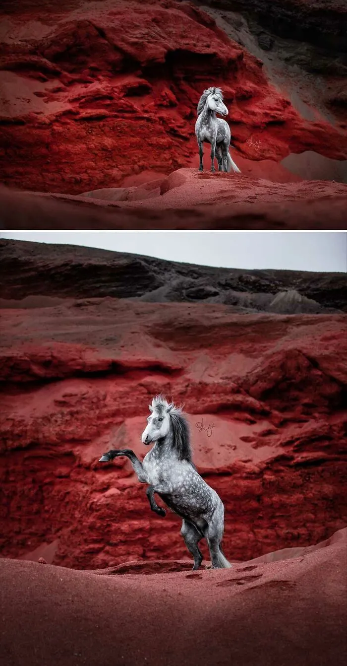 35 Pictures Of Beautiful Horses I Captured In Wild Icelandic Scenery (New Pics)