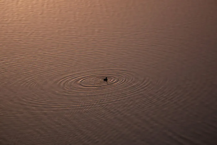 Lone Duck