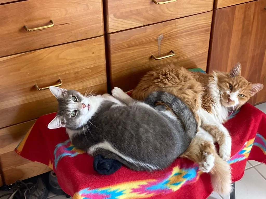 Pet Sitting