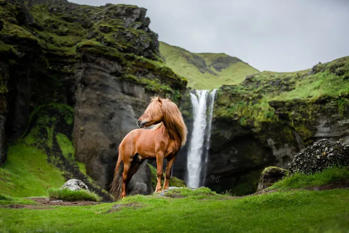 35 Pictures Of Beautiful Horses I Captured In Wild Icelandic Scenery (New Pics)