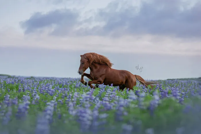 35 Pictures Of Beautiful Horses I Captured In Wild Icelandic Scenery (New Pics)