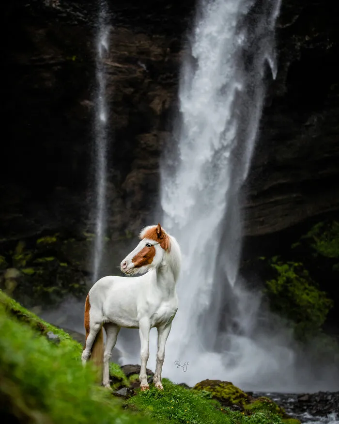 35 Pictures Of Beautiful Horses I Captured In Wild Icelandic Scenery (New Pics)
