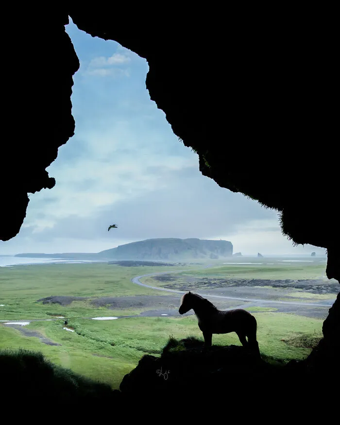 35 Pictures Of Beautiful Horses I Captured In Wild Icelandic Scenery (New Pics)