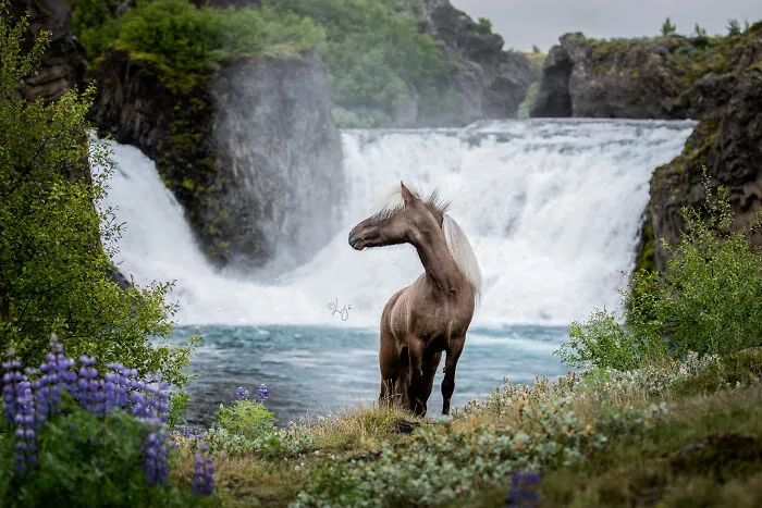 35 Pictures Of Beautiful Horses I Captured In Wild Icelandic Scenery (New Pics)