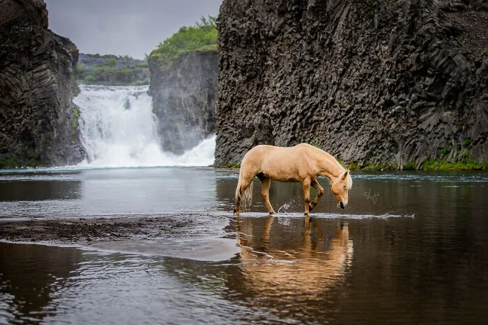 35 Pictures Of Beautiful Horses I Captured In Wild Icelandic Scenery (New Pics)