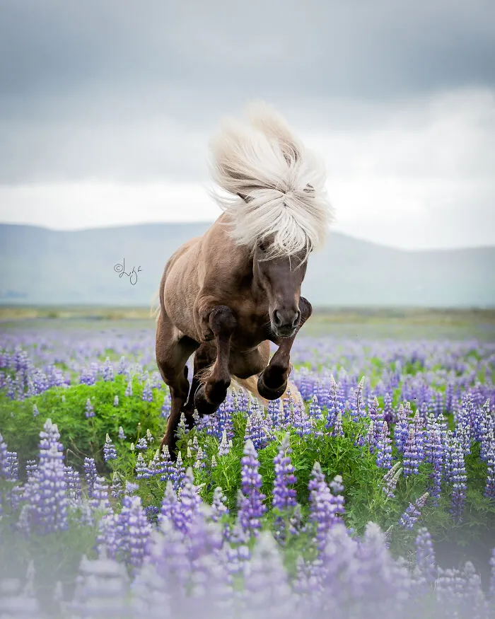 35 Pictures Of Beautiful Horses I Captured In Wild Icelandic Scenery (New Pics)