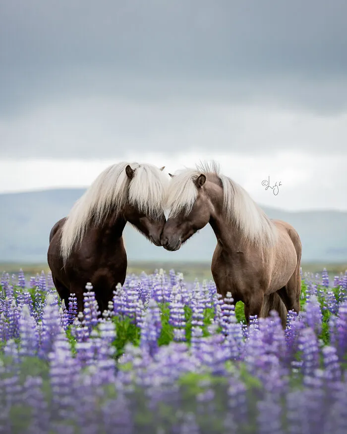 35 Pictures Of Beautiful Horses I Captured In Wild Icelandic Scenery (New Pics)