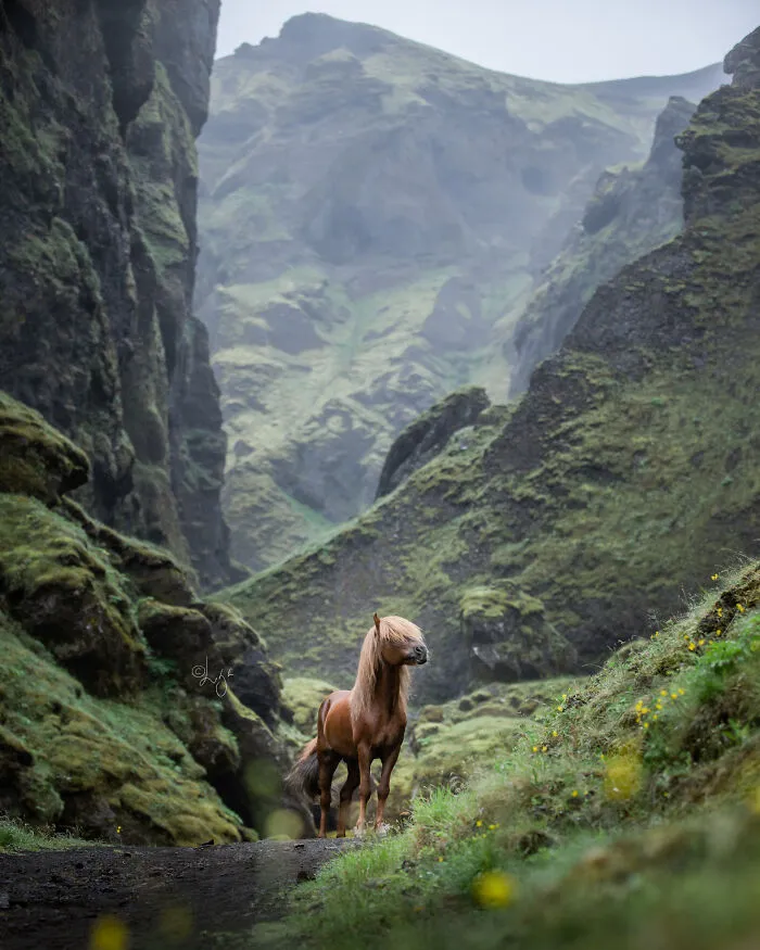 35 Pictures Of Beautiful Horses I Captured In Wild Icelandic Scenery (New Pics)