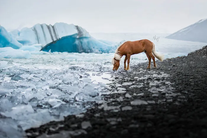 35 Pictures Of Beautiful Horses I Captured In Wild Icelandic Scenery (New Pics)