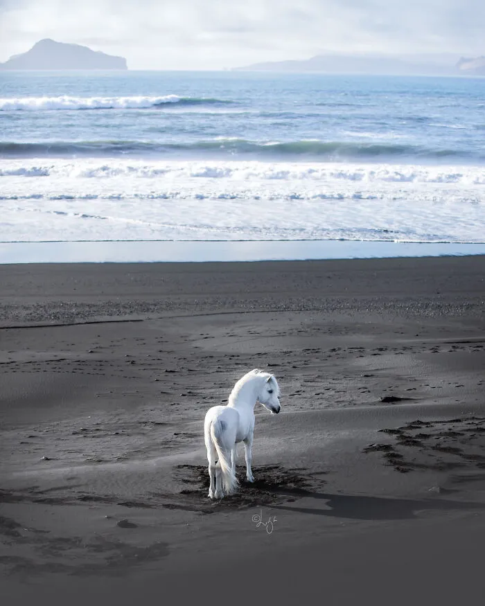 35 Pictures Of Beautiful Horses I Captured In Wild Icelandic Scenery (New Pics)